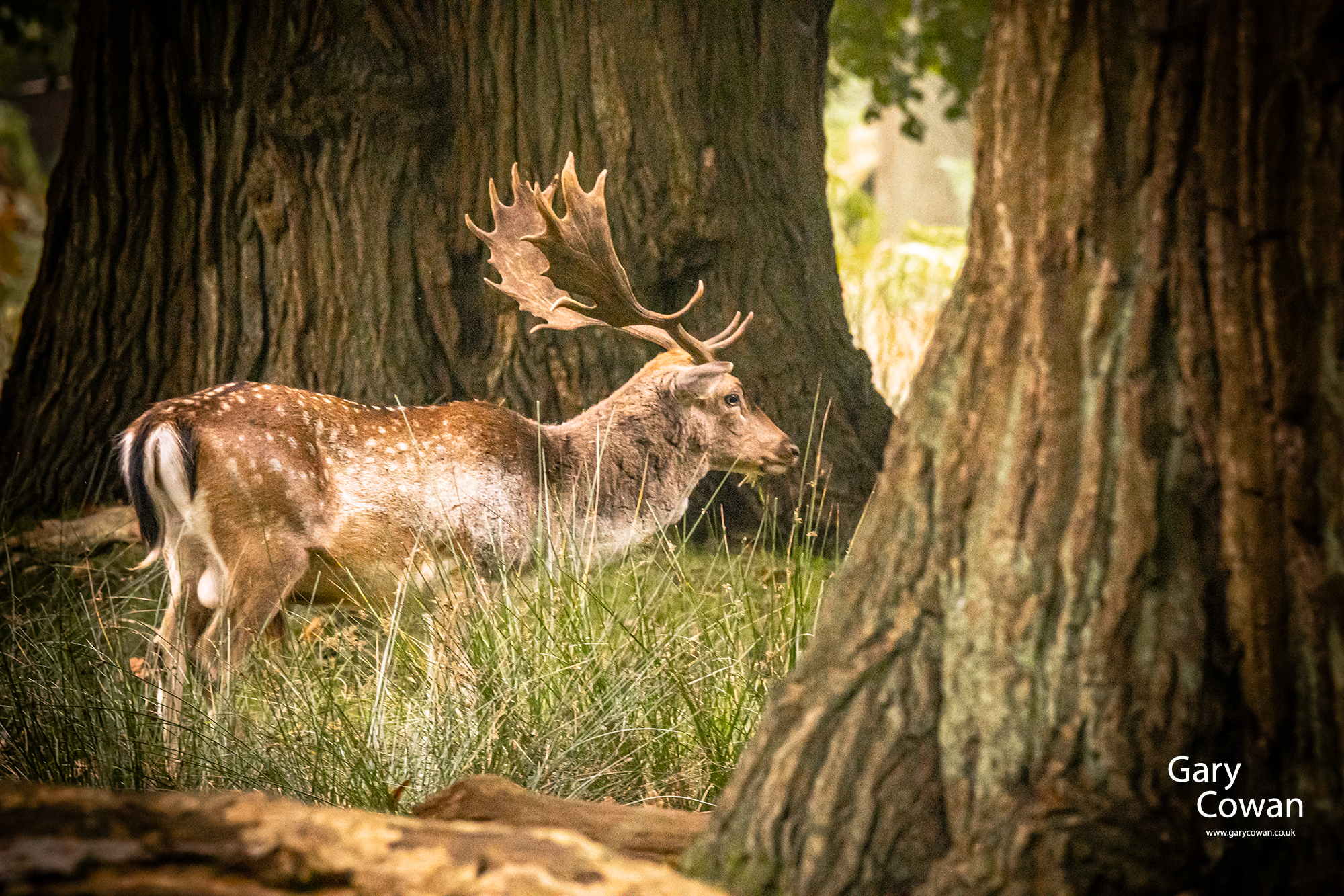 An antlered deer standing in tall grass between broad tree trunks