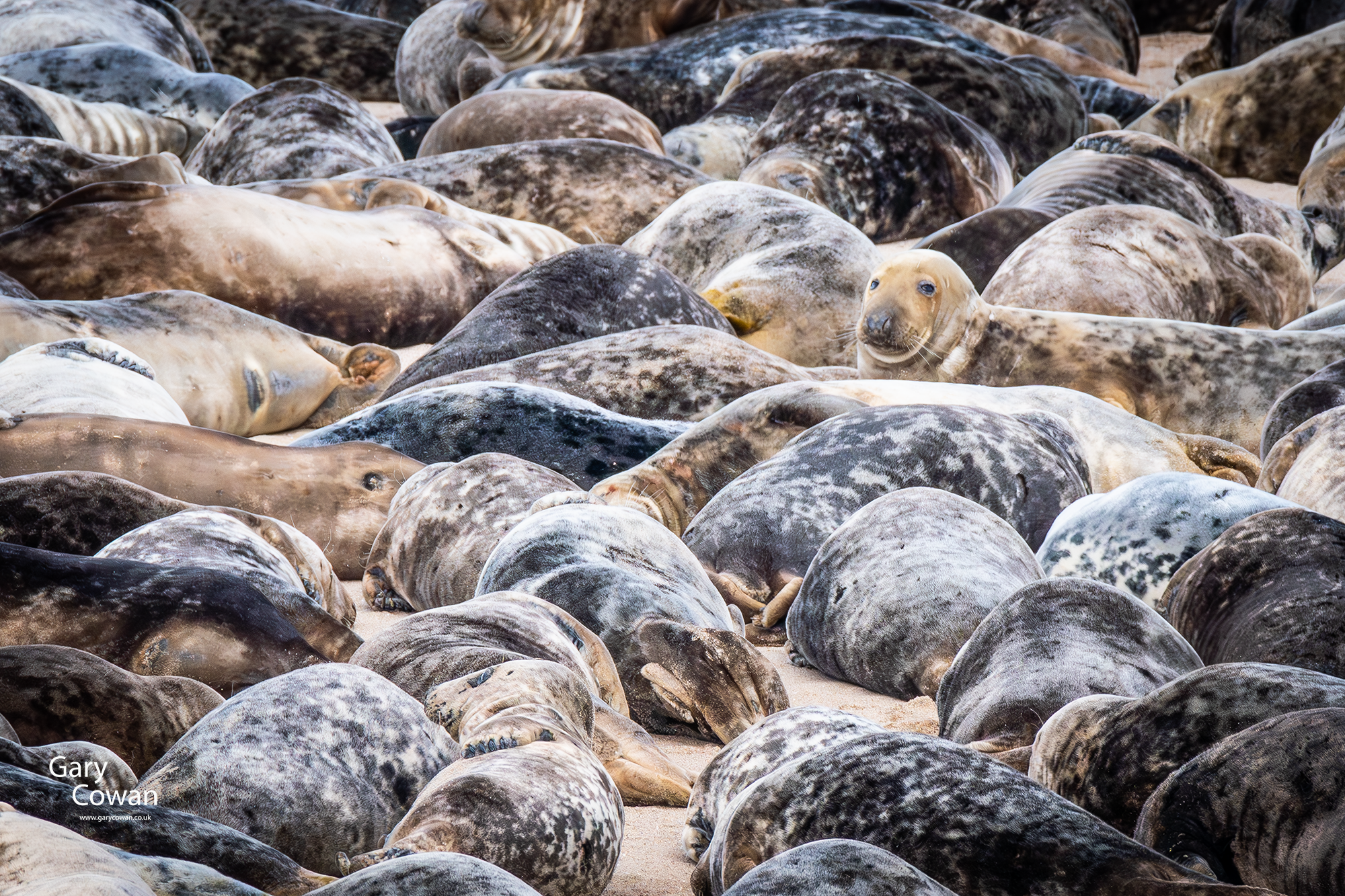 A seal lifting its head among a closely gathered group of resting seals