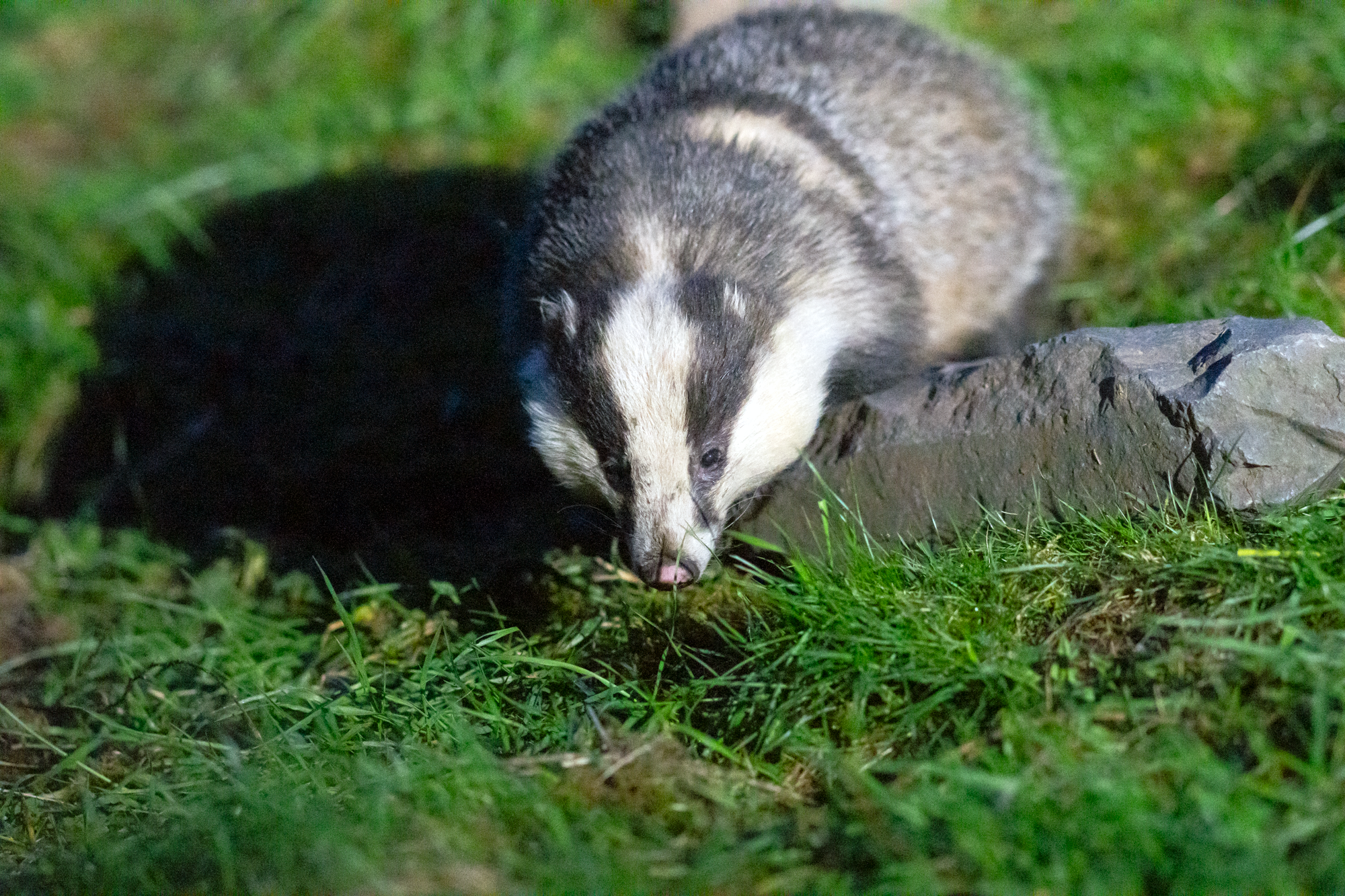 A badger with its nose close to the grass beside a low stone edge