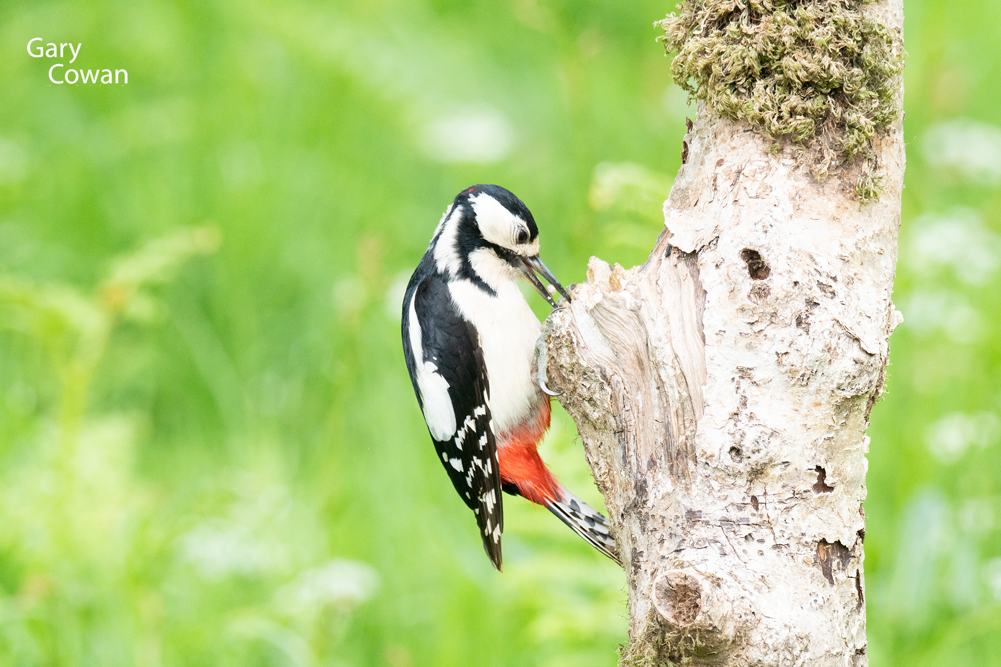 A black-and-white woodpecker with red beneath its tail clinging to a pale tree trunk