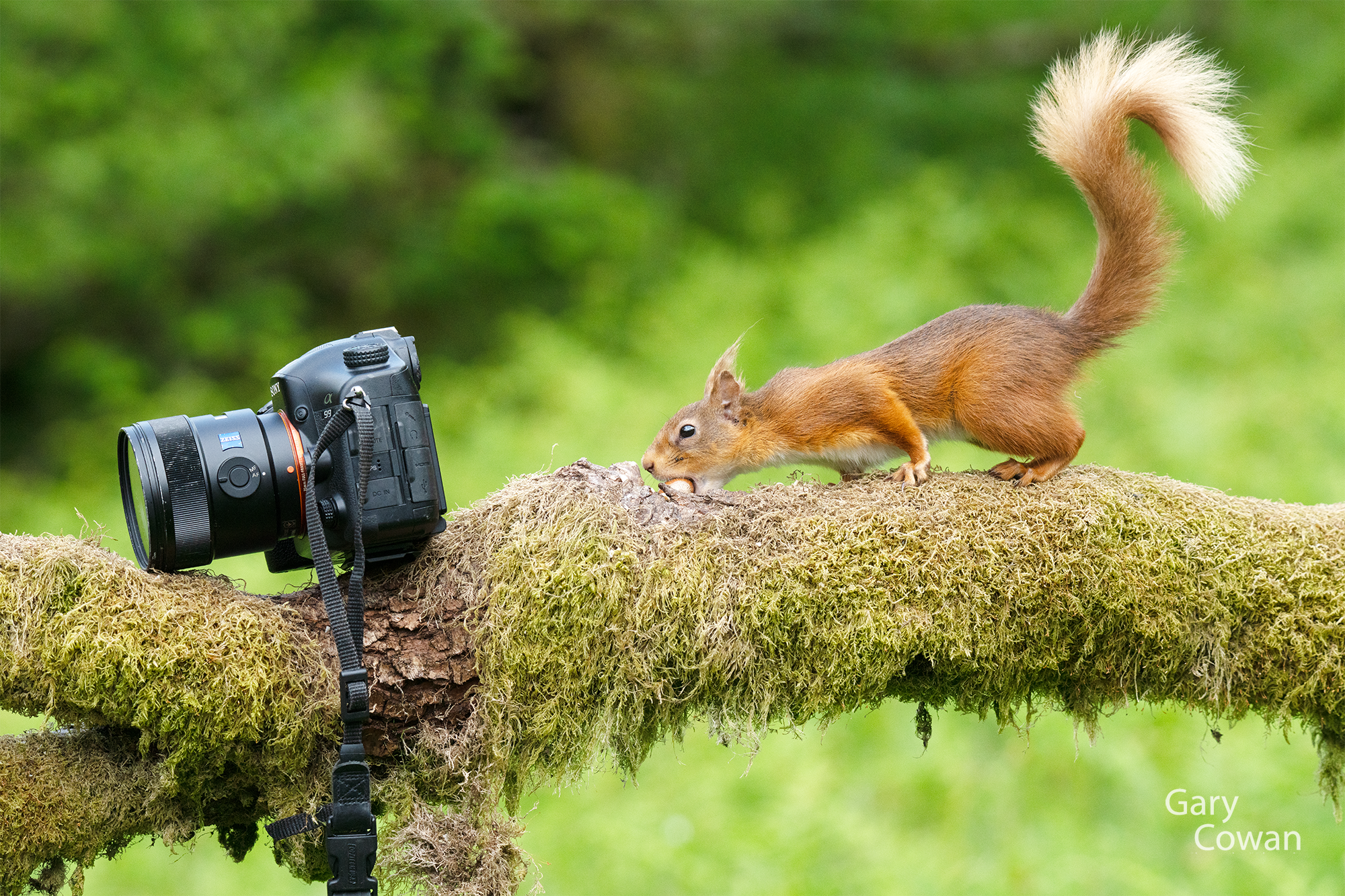 A red squirrel holding a nut beside a camera on a moss-covered branch