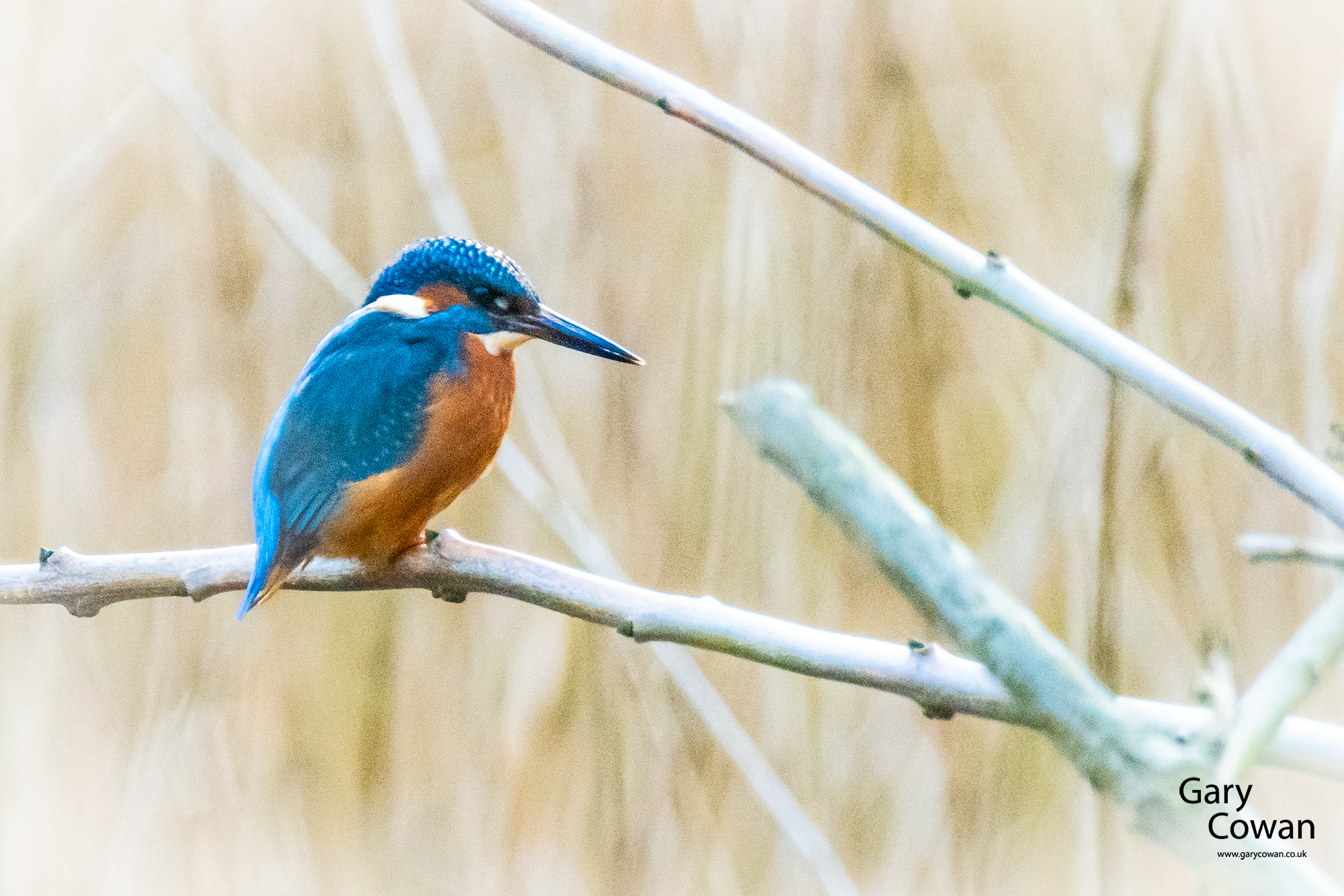A blue-and-orange kingfisher perched on a slender branch against a pale background of reeds