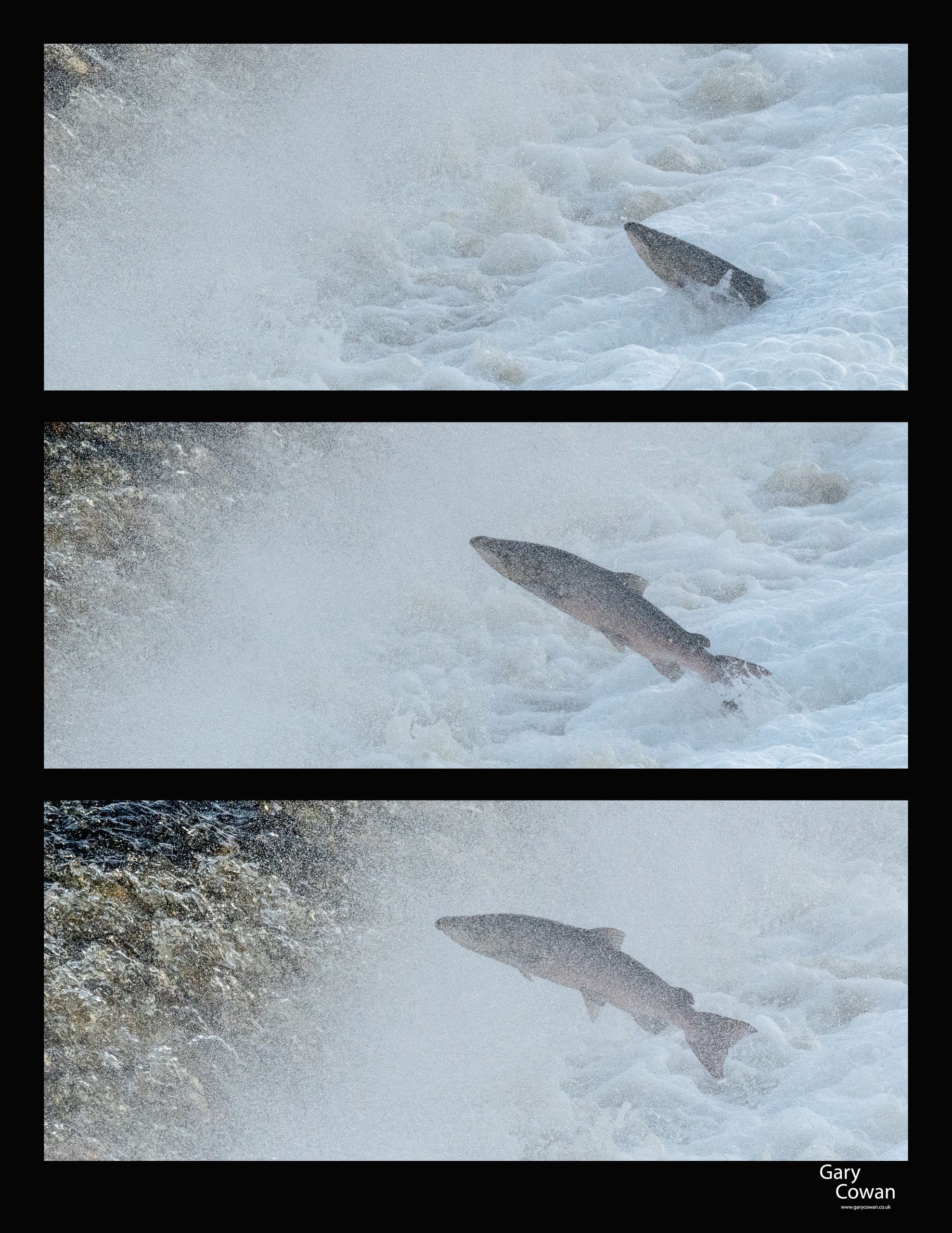 Three photographs arranged vertically showing a salmon leaping through foaming water, framed in black